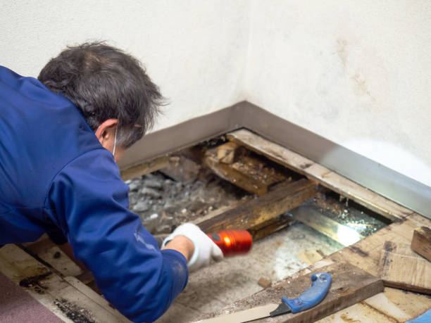 Best Residential Mold Removal  in Colorado City, TX