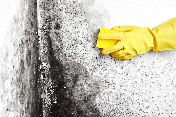 Best Crawl Space Mold Removal  in Colorado City, TX