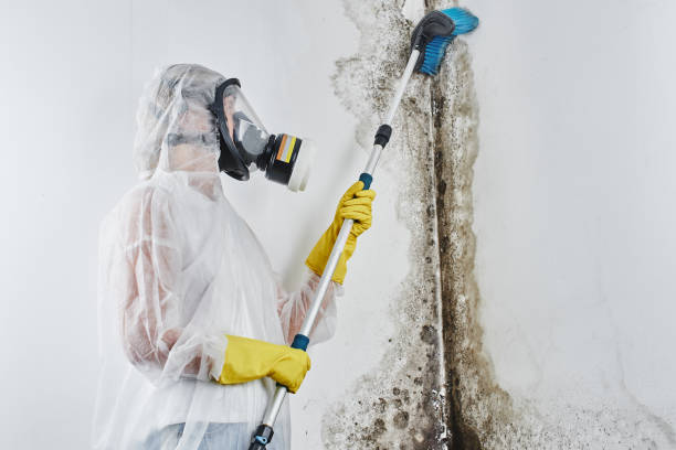 Best Fast Mold Removal  in Colorado City, TX