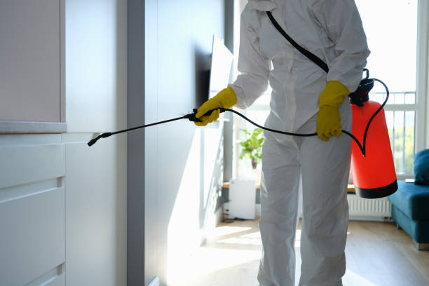 Professional Mold Removal in Colorado City, TX