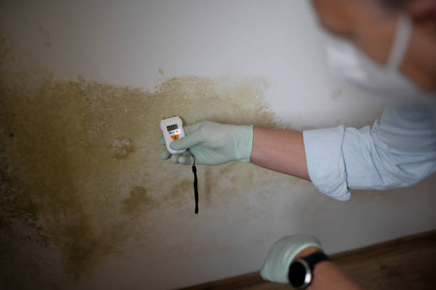 Trusted Colorado City, TX Mold Removal Experts