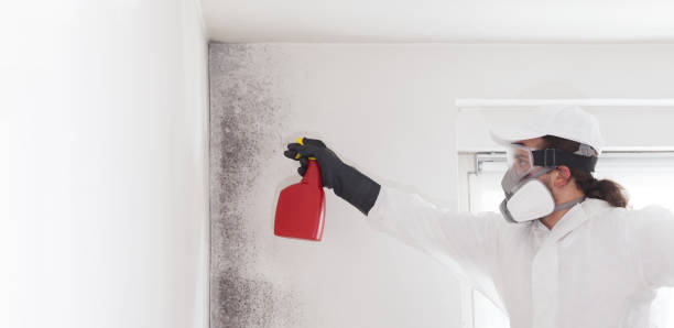 Best Black Mold Removal  in Colorado City, TX