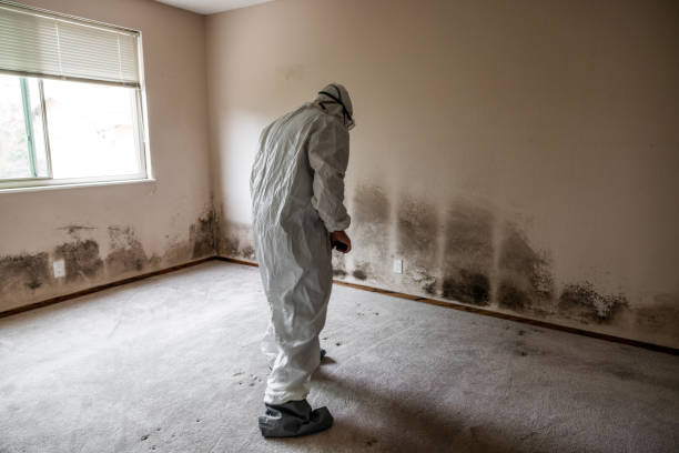 Best Affordable Mold Removal  in Colorado City, TX