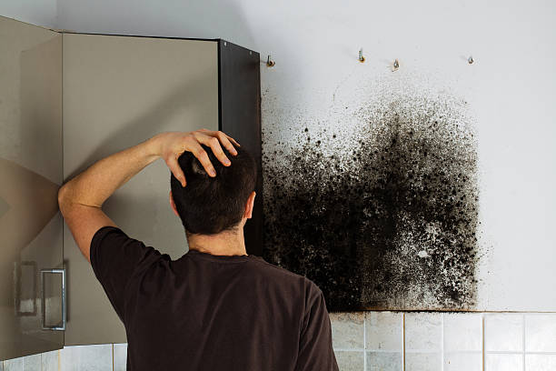 Best Mold Removal Near Me  in Colorado City, TX