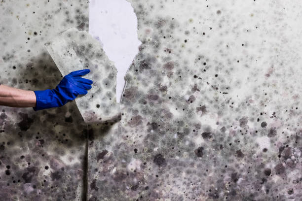 Best Attic Mold Removal  in Colorado City, TX