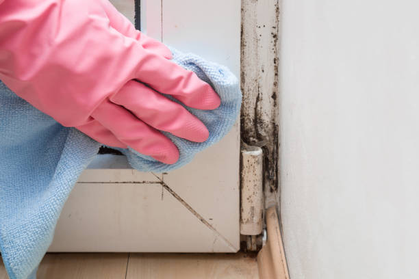 Best Local Mold Removal Service  in Colorado City, TX